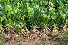 Sugar Beet Seeds, NON-GMO