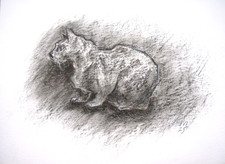Cat Original Charcoal Drawing