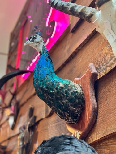 Taxidermy peacock shoulder - taxidermy,