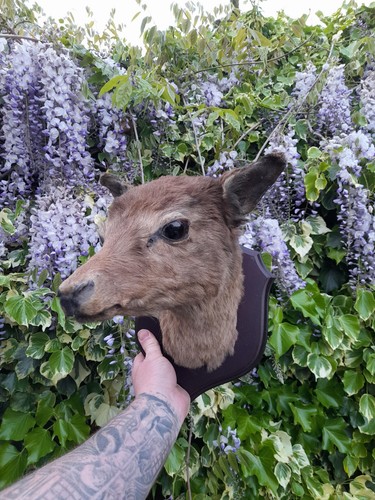 Antique taxidermy fallow buck - taxidermy,