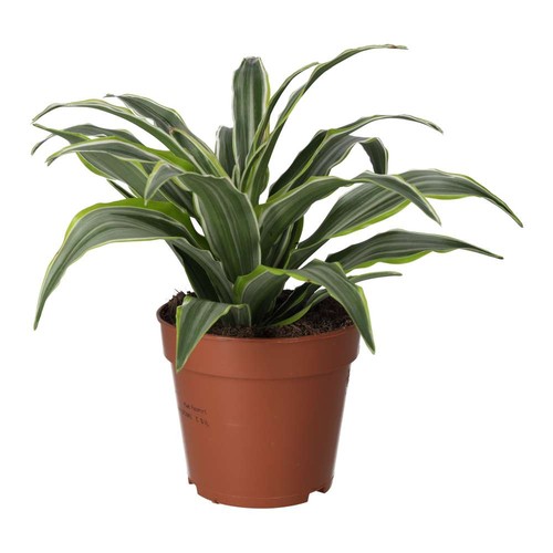 Dragon plant dracaena sp - dragon,