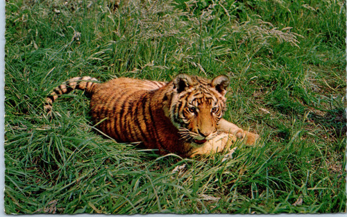 Vintage baby tiger cub in - vintage,
