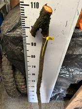 BLACKTHORN Huge WALKING STICK