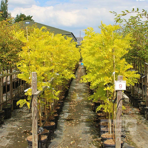Robinia frisia false acacia - robinia,