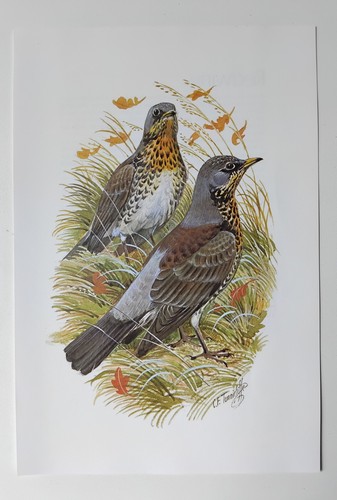 Tunnicliffe vintage bird - c.f,