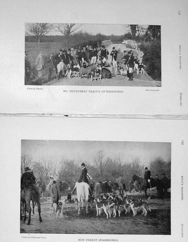 Old antique print 1907 - antique, hunting