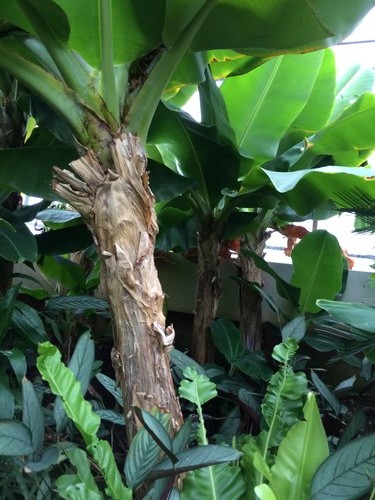 Musa cavendish dwarf - musa,