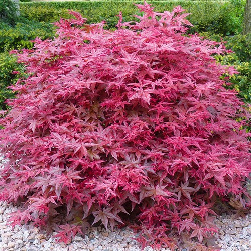 Acer palmatum beni maiko - palmatum, |