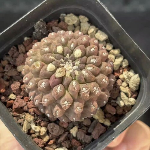 5cm neoporteria napina - neoporteria,