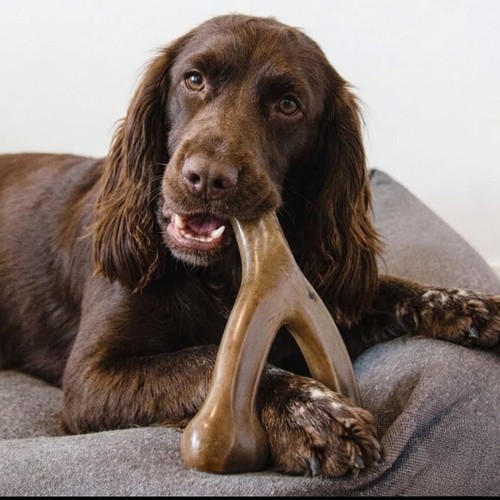 Indestructible dog chew bone - indestructible,