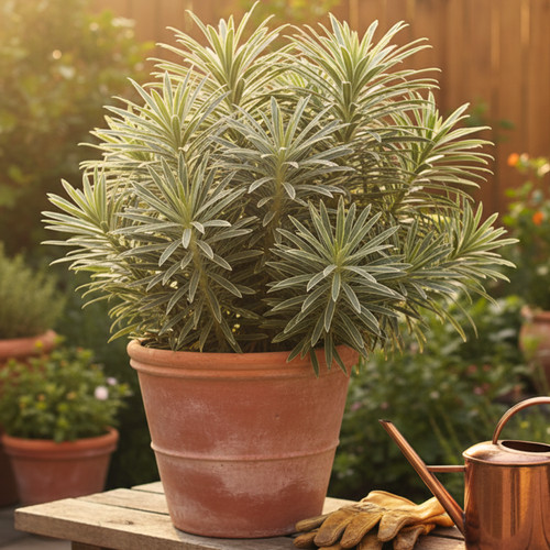 Large plant euphorbia - 1,
