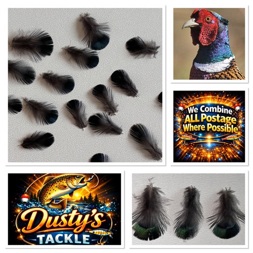 Pheasant feathers cock - pheasant,