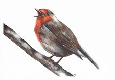Original Watercolour and Ink Painting -  Robin