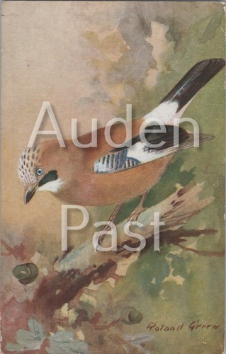 Jay bird els art series - art, nature