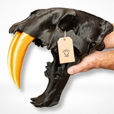 Sabertooth Tiger Skull Replica