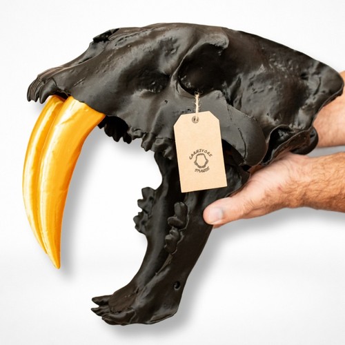 Sabertooth tiger skull - sabertooth,