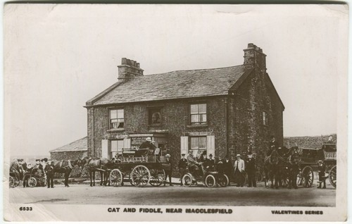 Cat fiddle inn - cat, inn,