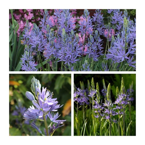 Camassia leichtlinii caerulea - leichtlinii,