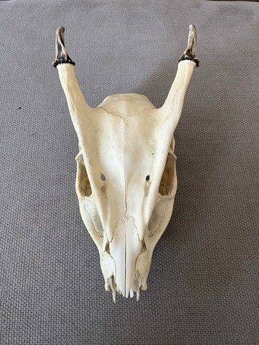 Muntjac skull taxidermy - muntjac,