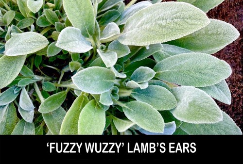 Lamb ears fuzzy - 🌱3/, ‘fuzzy