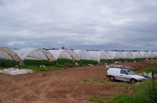 Photo 6x4 strawberry - 6x4, fields