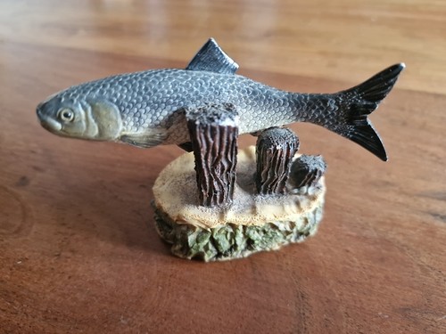 Twaite shad slight - twaite, damage