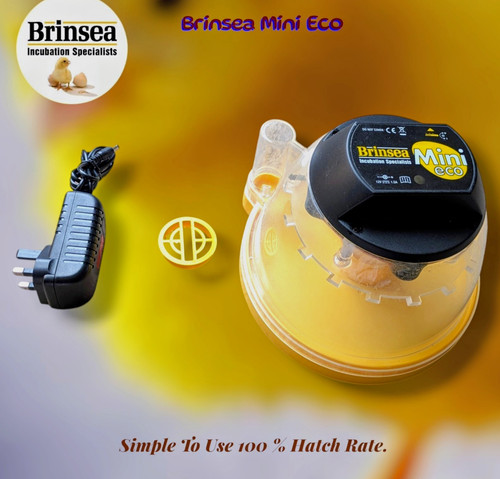 Brinsea mini eco chicken egg - eco,