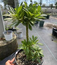 Dia 4.5cm Rare Cacti Plant