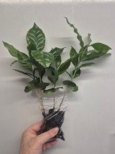 4x Large Coffee Arabica plant