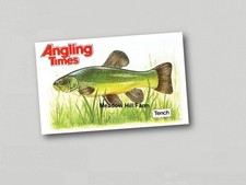 Fridge Magnet Tench -