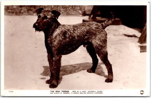 Postcard the irish terrier dog - postcard,