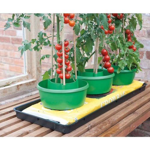 Tomato plant halo - tomato, crop