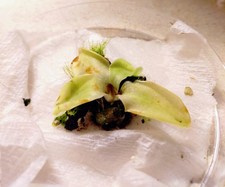 Temperate Butterwort