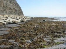 Photo 6x4 Kimmeridge Ledges