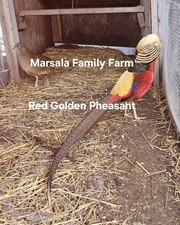 PRESALE-6 Red Golden Pheasant
