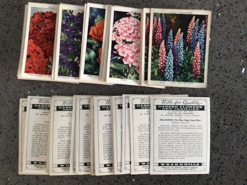 Wills garden flowers - wills,