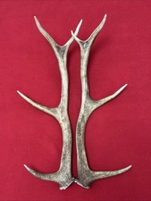 PAIR OF RED DEER ANTLERS 774g.   aprox. 52/53cm.