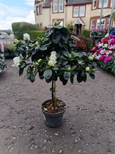 White Standard Azalea Shrub | Evergreen Shrub | Patio Plant | 1 Litre Pot