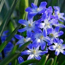 CHIONODOXA FORBESII BLUE GLORY