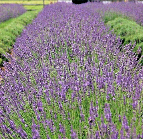 French lavender plant - french,