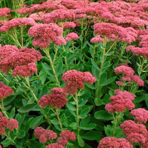 Sedum autumn joy 6 large - ,