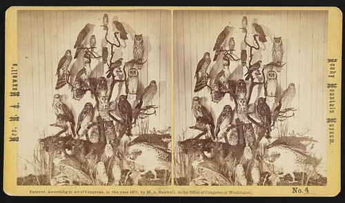 Photo 1875 birds owl taxidermy - owl,