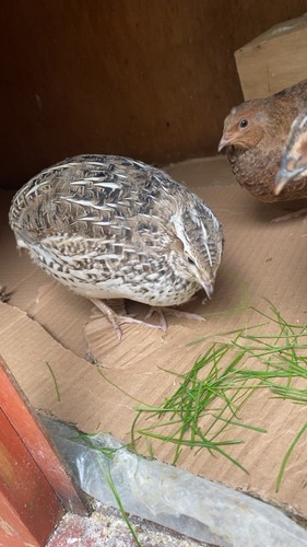 Quail eggs - quail,