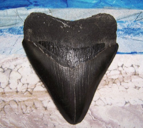 Megalodon shark tooth - tooth, 3