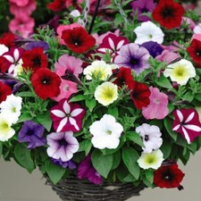T&M Petunia Easy Wave Ultimate