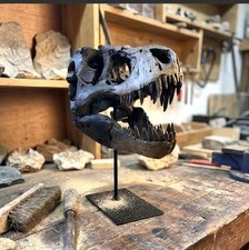 Tyrannosaurus rex dinosaur - tyrannosaurus,