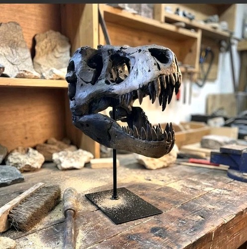 Tyrannosaurus rex dinosaur - rex,