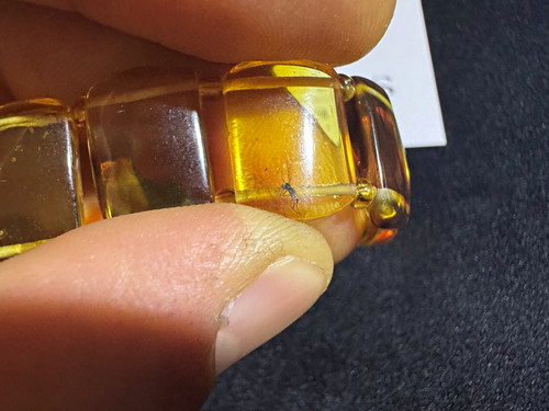 Amber with fossilised
