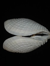 087 Barnea dilatata 86.7mm TOP GRADING IMPORTANT NATURAL SEASHELL RARE BEAUTY