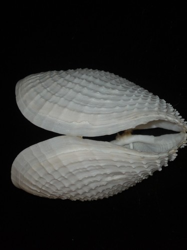 087 barnea dilatata 7mm top - barnea,